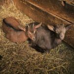 La ferme de Peigros 03 2048x1535