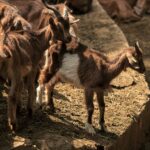 La ferme de Peigros 06 2048x1365