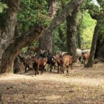 La ferme de Peigros 09 2048x1365