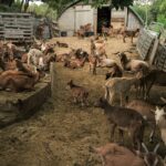 La ferme de Peigros 11 2048x1535