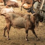 La ferme de Peigros 13 2048x1365