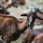 La ferme de Peigros 17 2048x1365