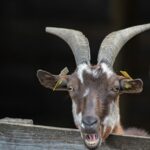 La ferme de Peigros 18 2048x1365