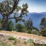 DOMAINE FONCIN DOMAINE DU RAYOL 36 2048x1535