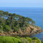 FORET MODELE DE PROVENCE 10 2048x1367