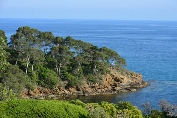 Foret modele de provence 10 2048x1367