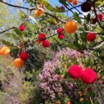 FORET MODELE DE PROVENCE