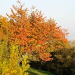 FORET MODELE DE PROVENCE 22 2048x1360