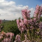 FORET MODELE DE PROVENCE