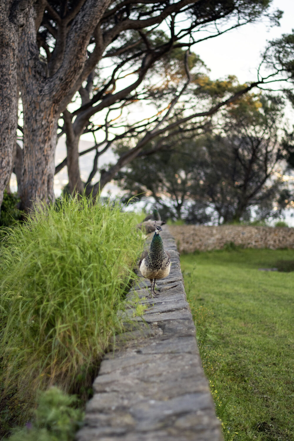 Le Paon de Saint-Tropez