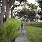 Le Paon de Saint-Tropez