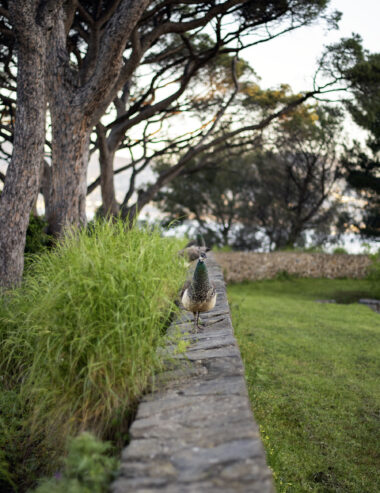 Le Paon de Saint-Tropez