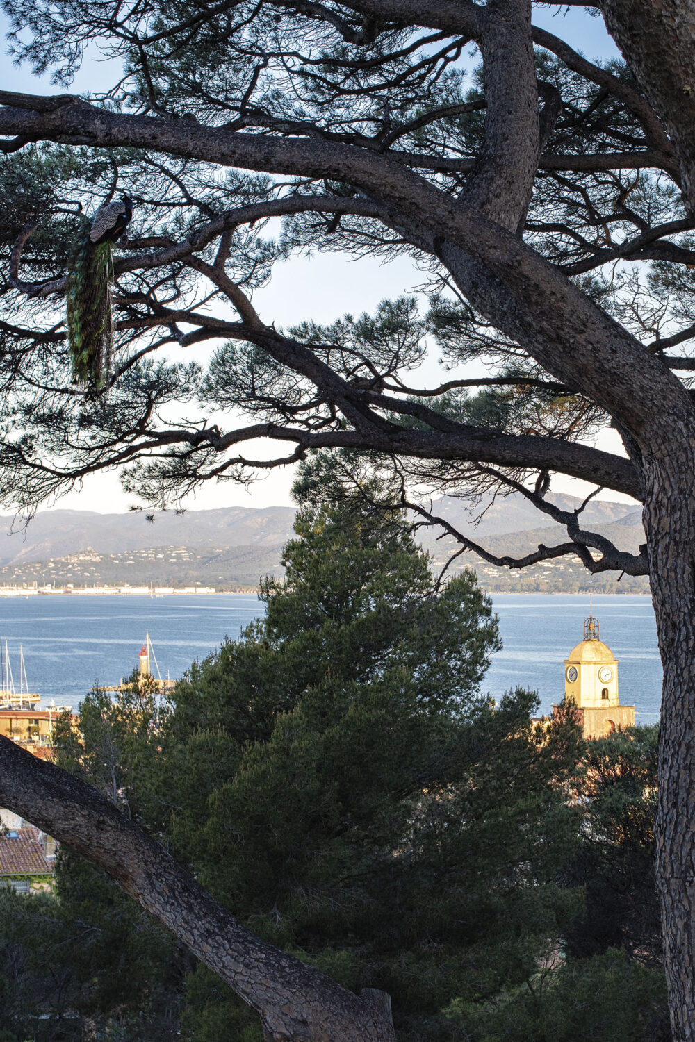 Le Paon de Saint-Tropez