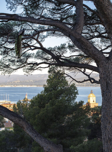 Le Paon de Saint-Tropez