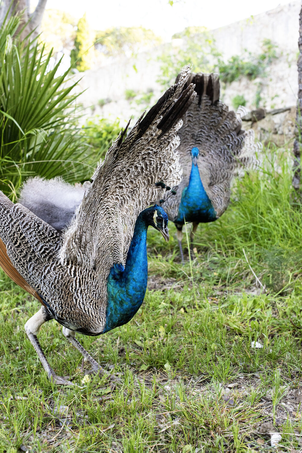 Le Paon de Saint-Tropez