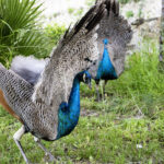 Le Paon de Saint-Tropez