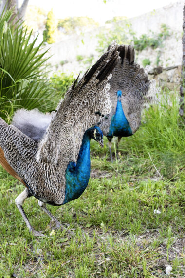 Le Paon de Saint-Tropez