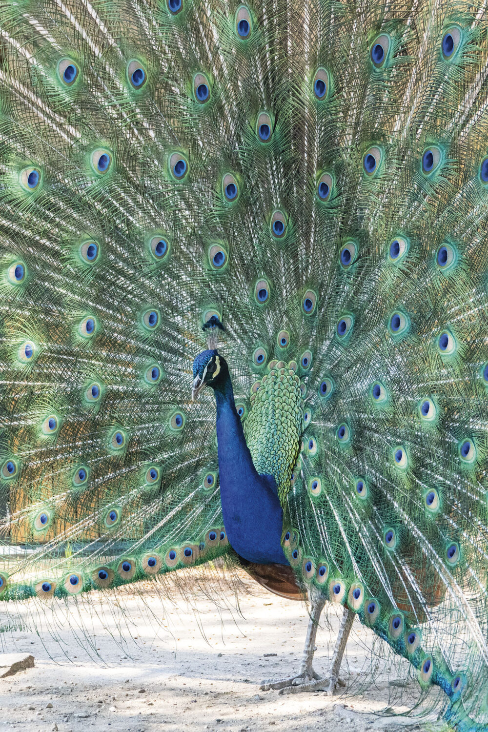 Le Paon de Saint-Tropez