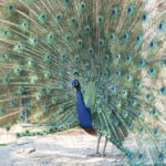 Le Paon de Saint-Tropez