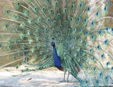 Le Paon de Saint-Tropez