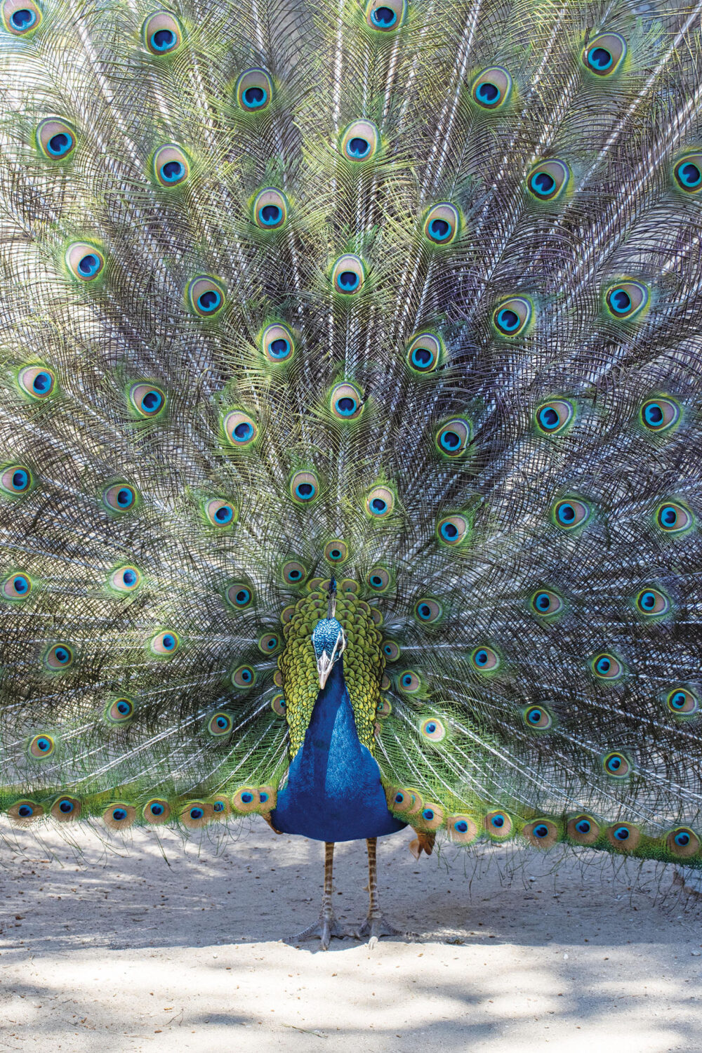 Le Paon de Saint-Tropez