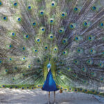Le Paon de Saint-Tropez