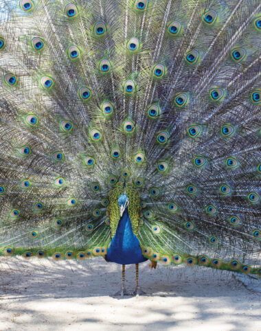 Le Paon de Saint-Tropez