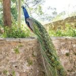 Le Paon de Saint-Tropez