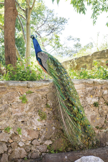 Le Paon de Saint-Tropez