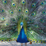 Photo de couverture article la star