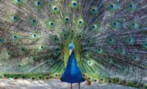 Photo de couverture article la star