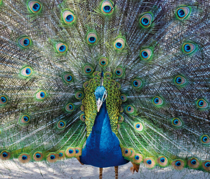 Photo de couverture article la star