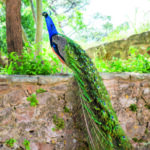 Mise en page